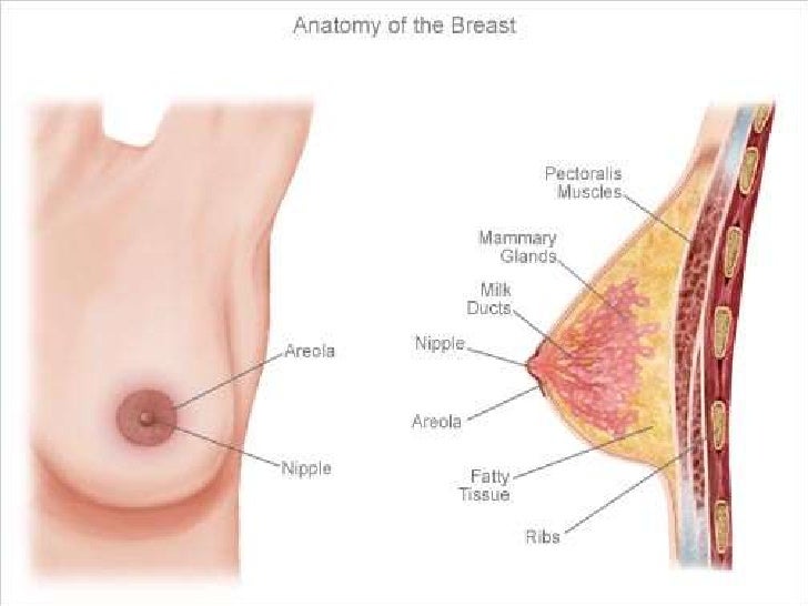 parts of the boob Parts of the boob